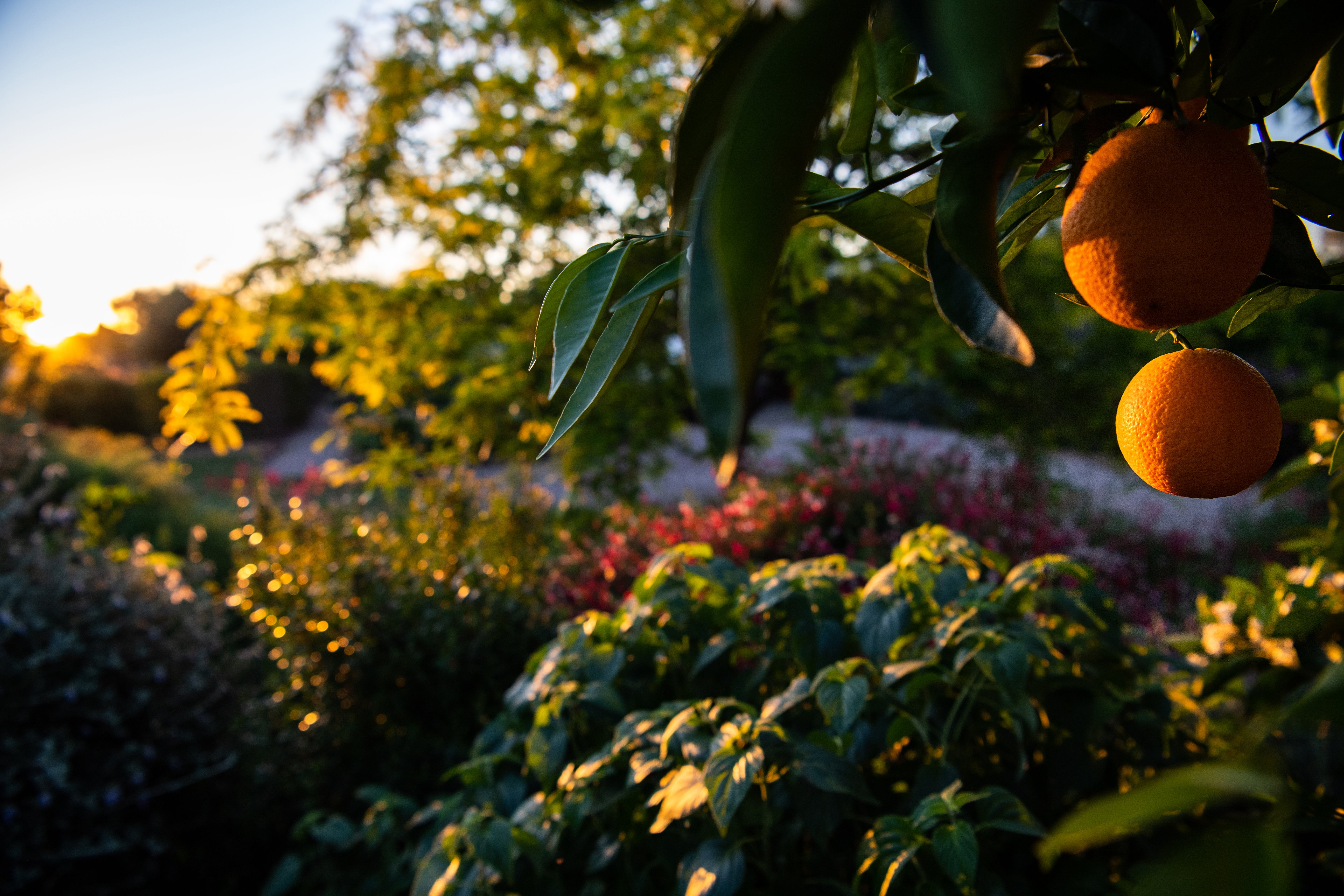 Gardening